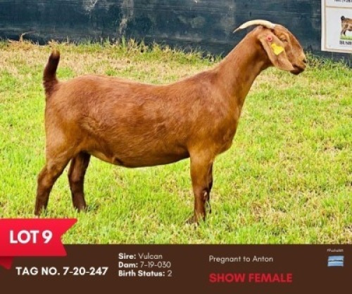 1X STUD KALAHARI RED DOE BUSHRA STUD
