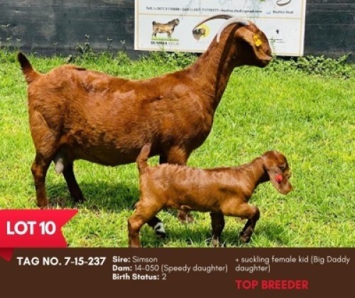 1X KALAHARI RED DOE + KID BUSHRA STUD