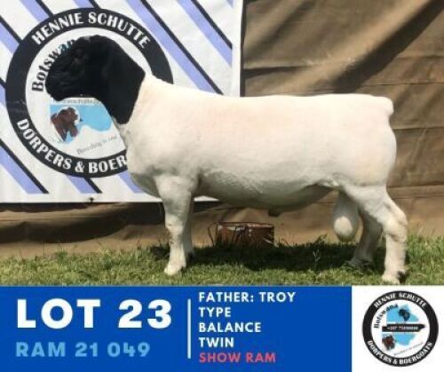 1X DORPER EWE HENNIE SCHUTTE DORPERS
