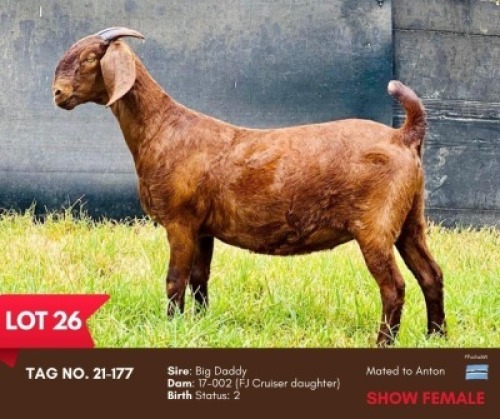 1X KALAHARI RED DOE BUSHRA STUD