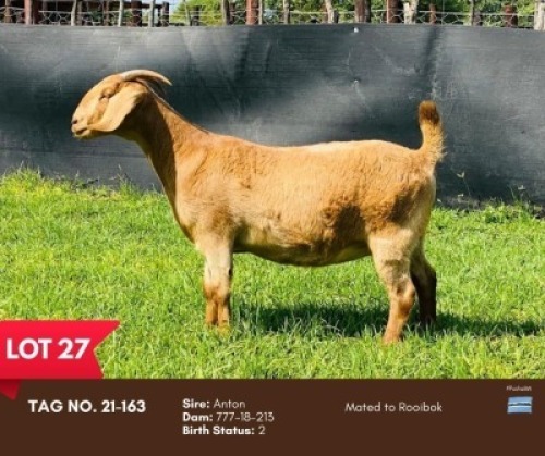 1X KALAHARI RED DOE BUSHRA STUD