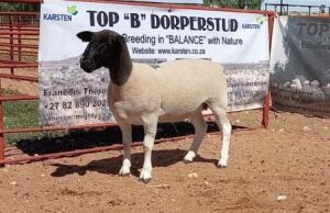 1X DORPER OOI/EWE T5