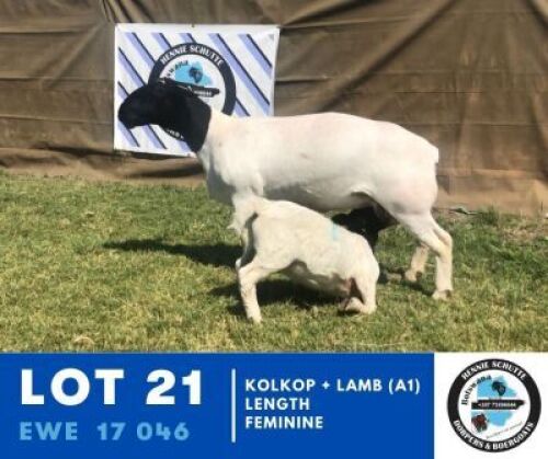 1+1X DORPER EWE HENNIE SCHUTTE DORPERS
