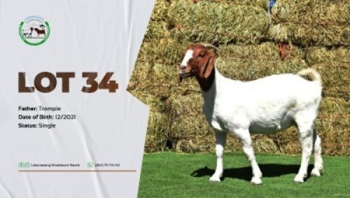 1X FLOCK BOER GOAT DOE LEBONESANG STUD