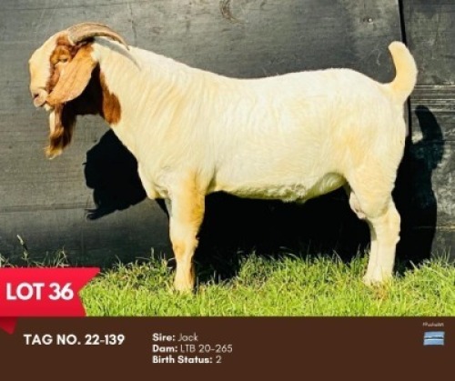 1X BOER GOAT BUCK BUSHRA STUD