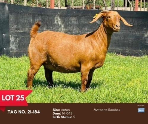 1X KALAHARI RED DOE BUSHRA STUD