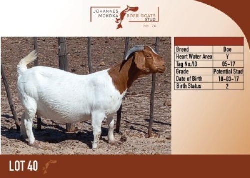 1X BOER GOAT DOE MAKOKA BOER GOAT STUD