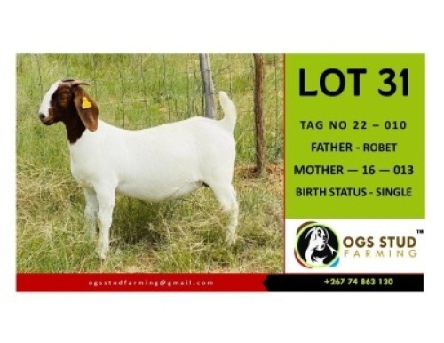 1X BOER GOAT DOE OGS STUD