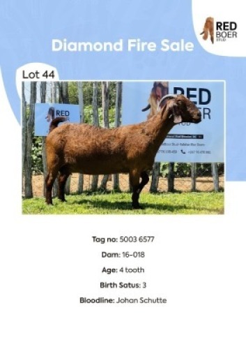 1X KALAHARI RED DOE REDBOER STUD