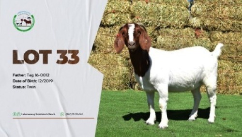 1X FLOCK BOER GOAT DOE LEBONESANG STUD