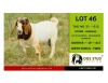 1X BOER GOAT BUCK OGS STUD