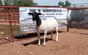 1X DORPER OOI/EWE STOET/STUD