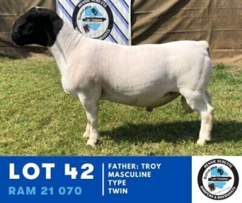 1X DORPER RAM HENNIE SCHUTTE DORPERS