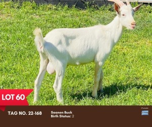 1X SAANEN BUCK BUSHRA STUD