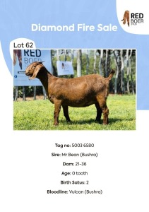 1X KALAHARI RED DOE REDBOER STUD