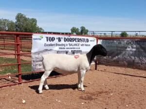 1X DORPER OOI/EWE STOET/STUD