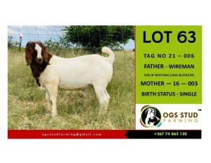 1X BOER GOAT BUCK OGS STUD