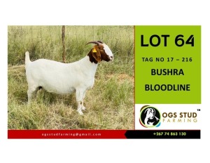 1X BOER GOAT DOE OGS STUD