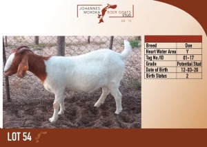 1X PS BOER GOAT DOE MAKOKA BOER GOAT STUD