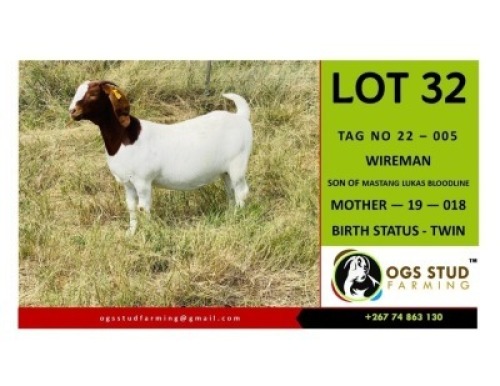 1X BOER GOAT DOE OGS STUD