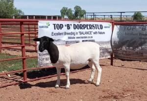 1X DORPER OOI/EWE STOET/STUD