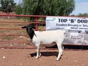 1X DORPER OOI/EWE STOET/STUD