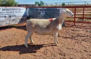 1X WIT DORPER OOI/EWE STOET/STUD