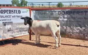 1X DORPER OOI/EWE STOET/STUD