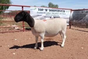 1X DORPER OOI/EWE STOET/STUD