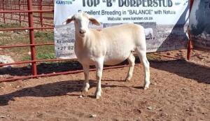 1X WIT DORPER OOI/EWE STOET/STUD