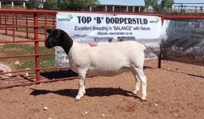 1X DORPER OOI/EWE STOET/STUD