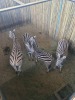 4X Zebra (Per Piece to take the lot/Per stuk om lot te neem)