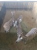 4X Zebra (Per Piece to take the lot/Per stuk om lot te neem) - 2