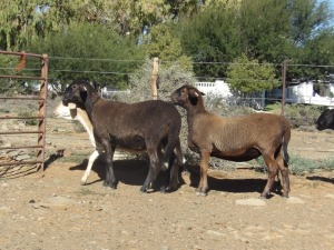 3X OOI/EWE WILGERBOOM MEATMASTERS (Per stuk om lot te neem/Per Piece to take the lot)