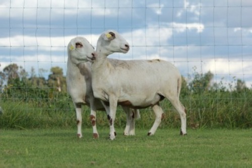 2X OOI/EWE DOUBLE BAR 7 MEATMASTERS (Per stuk om lot te neem/Per Piece to take the lot)