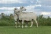 2X OOI/EWE DOUBLE BAR 7 MEATMASTERS (Per stuk om lot te neem/Per Piece to take the lot)