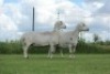 2X OOI/EWE DOUBLE BAR 7 MEATMASTERS (Per stuk om lot te neem/Per Piece to take the lot) - 2