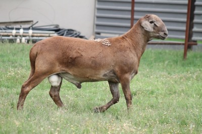 LOT 104 1X MEATMASTER RAM RED RIBBON MEATMASTERS