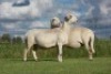 2X OOI/EWE DOUBLE BAR 7 MEATMASTERS (Per stuk om lot te neem/Per Piece to take the lot) - 3