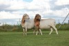 2X OOI/EWE DOUBLE BAR 7 MEATMASTERS (Per stuk om lot te neem/Per Piece to take the lot) - 2