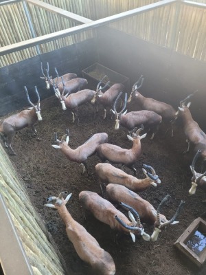 15X BLESBOK M:15 (Per Piece to take the lot/Per stuk om lot te neem)