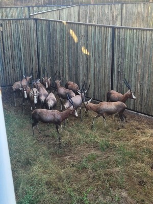 13X BLESBOK F:13 (Per Piece to take the lot/Per stuk om lot te neem)