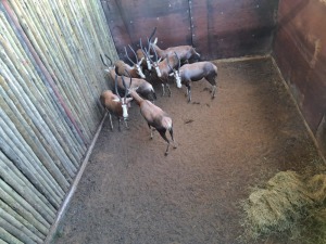 8X BLESBOK F:8 (Per Piece to take the lot/Per stuk om lot te neem)