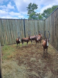 7X BLESBOK F:7 (Per Piece to take the lot/Per stuk om lot te neem)