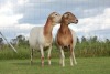 2X OOI/EWE DOUBLE BAR 7 MEATMASTERS (Per stuk om lot te neem/Per Piece to take the lot) - 4