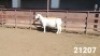 1X WHITE DORPER T5 RAM KASTEEL WITDORPERSTOET - 2