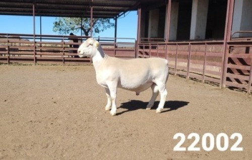 1X WHITE DORPER RAM KASTEEL WITDORPERSTOET