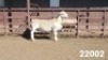 1X WHITE DORPER RAM KASTEEL WITDORPERSTOET - 2