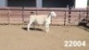 1X WHITE DORPER RAM KASTEEL WITDORPERSTOET