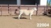 1X WHITE DORPER RAM KASTEEL WITDORPERSTOET - 2